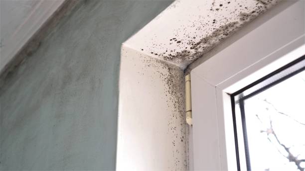 Best Mold Documentation for Insurance Claims  in Ashville, AL