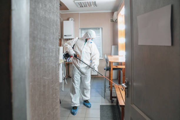 Best Black Mold Removal  in Ashville, AL