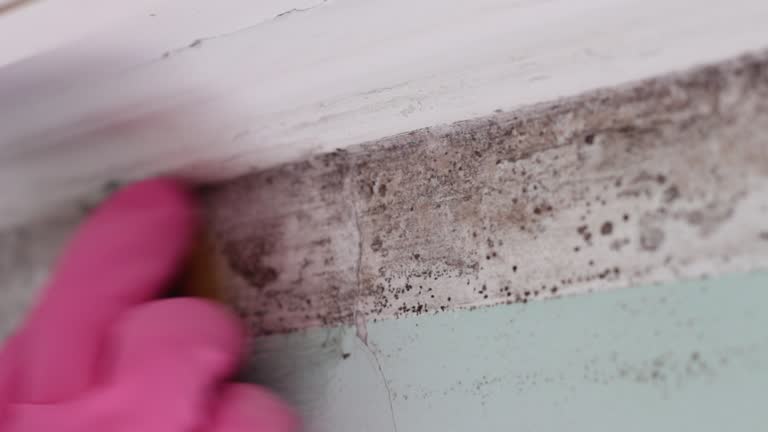 Best Basement Mold Removal  in Ashville, AL